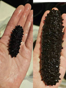 Black Sea Cucumber - Premium Wild Spiked Seafood | North Atlantic High Protein Joyce