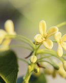 Osmanthus Abricot Perfumed Body Lotion XDaySale