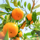 Orange Pure Essential Oil XDaySale