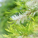Jurlique Tea Tree Pure Essential Oil Jurlique