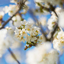 L'Occitane Fleurs De Cerisier Cherry Blossom Collection XDaySale