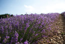 L'Occitane Lavender Hand Cream, Lavender, 75ml XDaySale