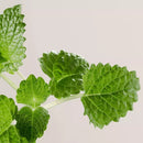 PAYOT PATE GRISE Rebalancing Purifying Mask 75ml PAYOT