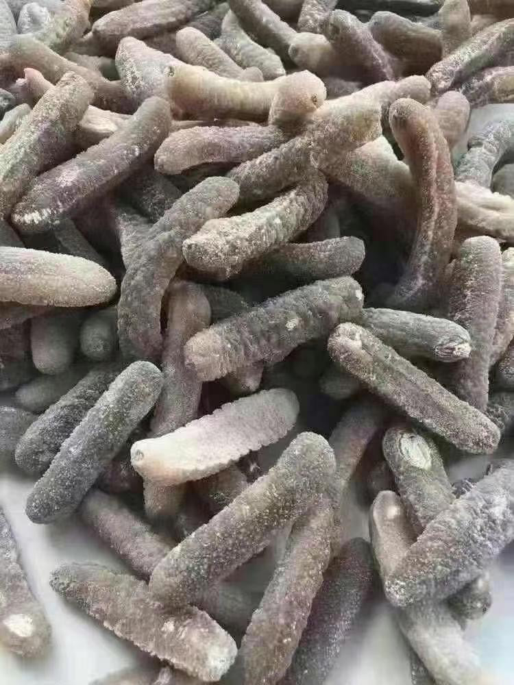 Australian Golden Sea Cucumber – Wild Deep Sea Seafood | Sticky Chewy Texture Joyce