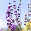 Jurlique Lavender Hydrating Mist Jurlique