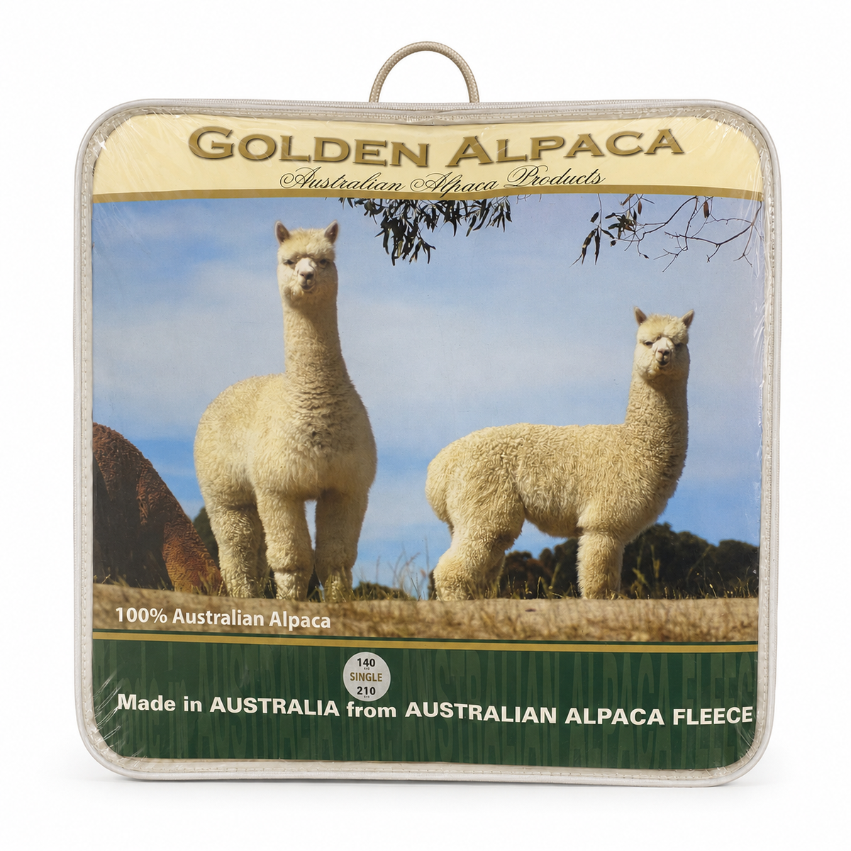 two alpacas standing in a field, with a focus on their fluffy, white coats.