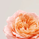 PAYOT ROSELIFT Lifting Eye Cream 15ml PAYOT