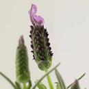 PAYOT CREME No2 Soothing Aromatic Balm 30ml PAYOT